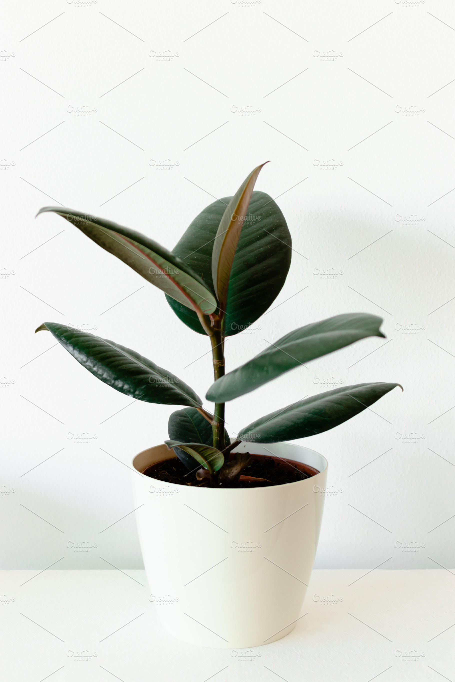 Ficus elastica in flowerpot, a Beauty & Fashion Photo by rorygez fresh