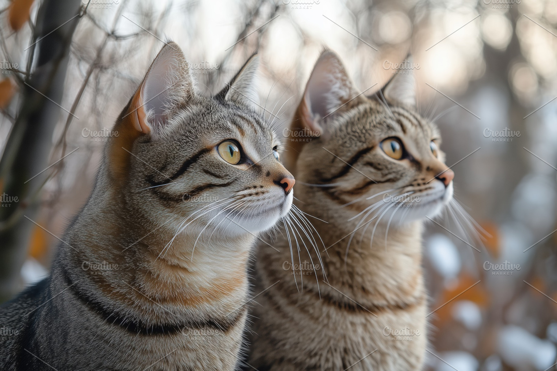 Two tabby cats sitting side by side, gazing into the distance. Their fur is a m, an Animal Photo by Textures & Backgrounds