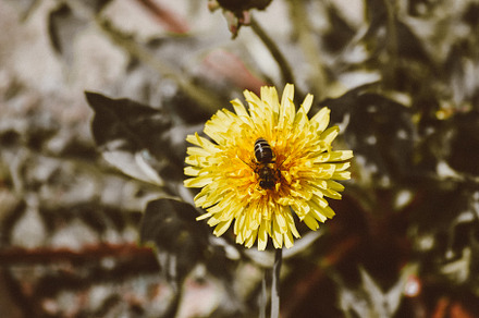 Bee in flower featuring nature, bee, and pollen