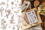 Vector HERBS, a Healthcare Illustration by Izobova (Thumbnail 2 of 4)