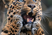 236 surprised animals, an Animal Photo by Handmadefont (Thumbnail 84 of 241)