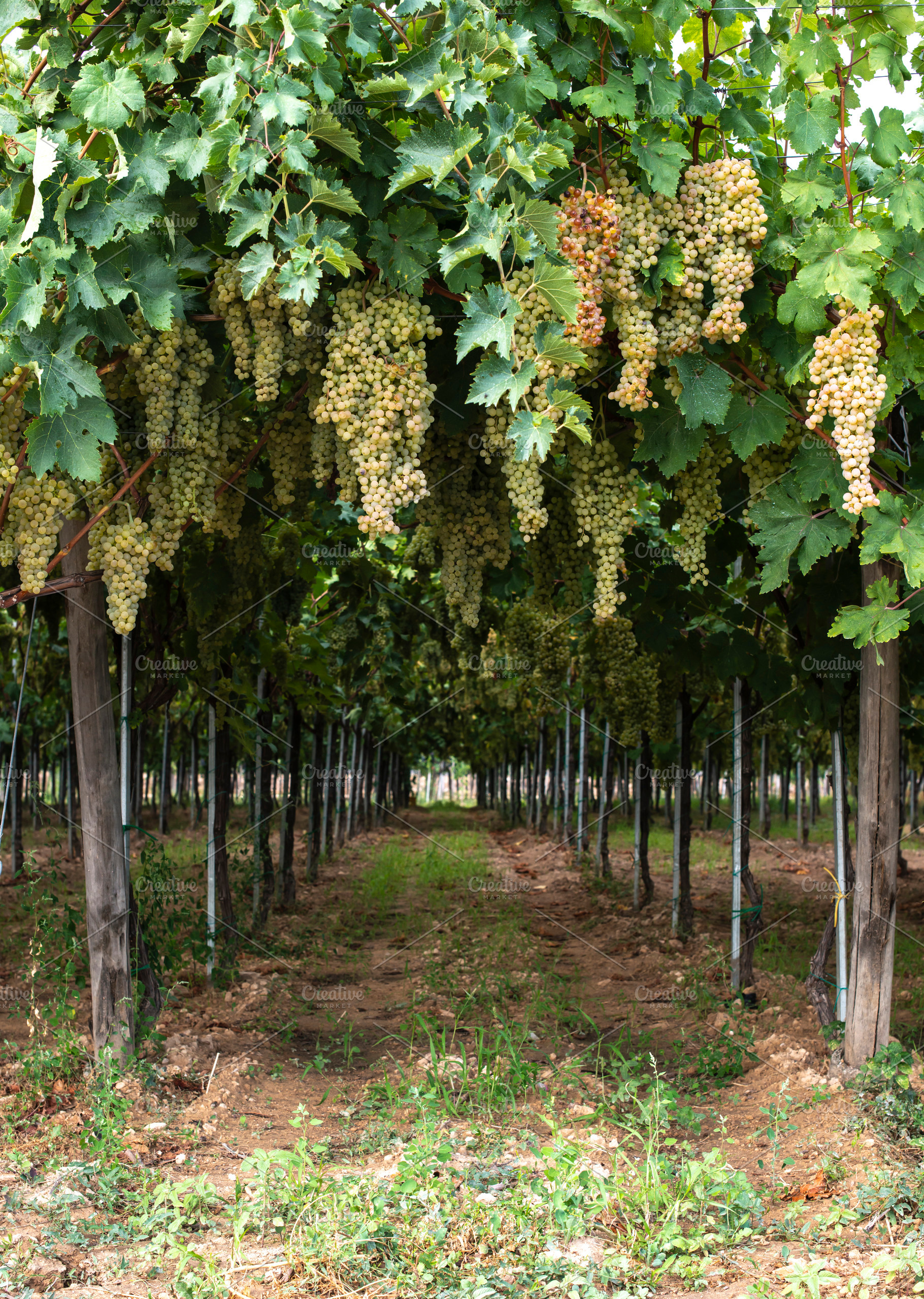 Dessert white grapes variety of gra containing grape, dessert, and fruits, a Food & Drink Photo by Deyan Georgiev