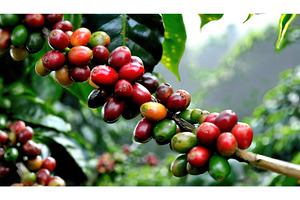 Close-up view of a coffee plant, a Food & Drink Photo by Igor Tichonow