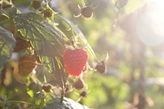 Garden Still Life Photos ETARA, a Nature Photo by ETARA by Mea Hau (Thumbnail 8 of 8)