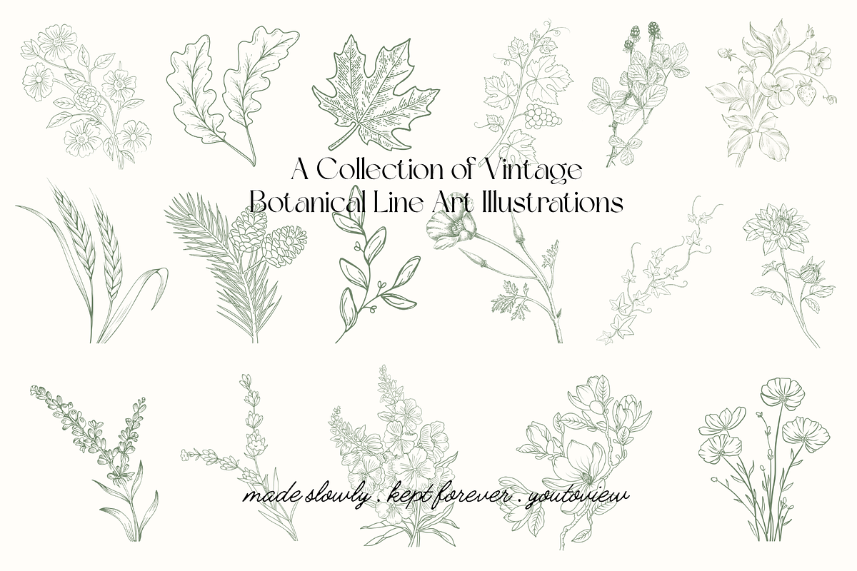 Botanical Line Art Illustrations, a Decorative Illustration by youtoview (Photo 5 of 15)