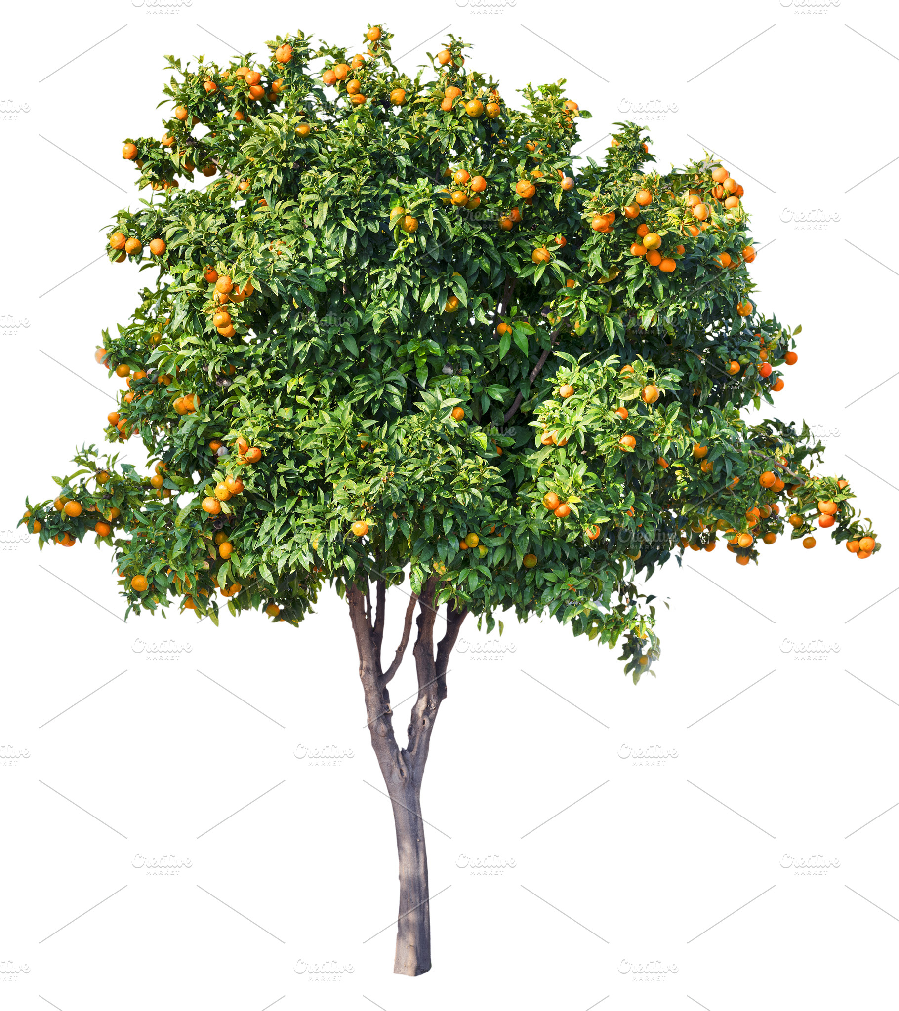 Tangerine tree with ripe orange tangerines isolated on white bac, a Nature Photo by Volff