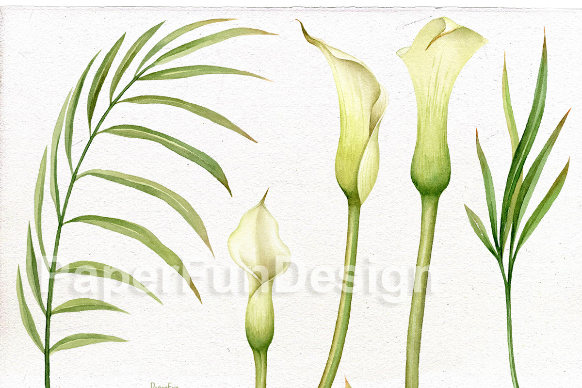 Calla Lily. Watercolor clipart PNG., an Illustration by Mary (Photo 2 of 3)