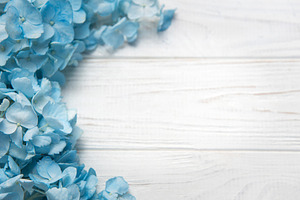 Blue hydrangea flowers blooming on white wood background, a Nature Photo by Olena Rudo