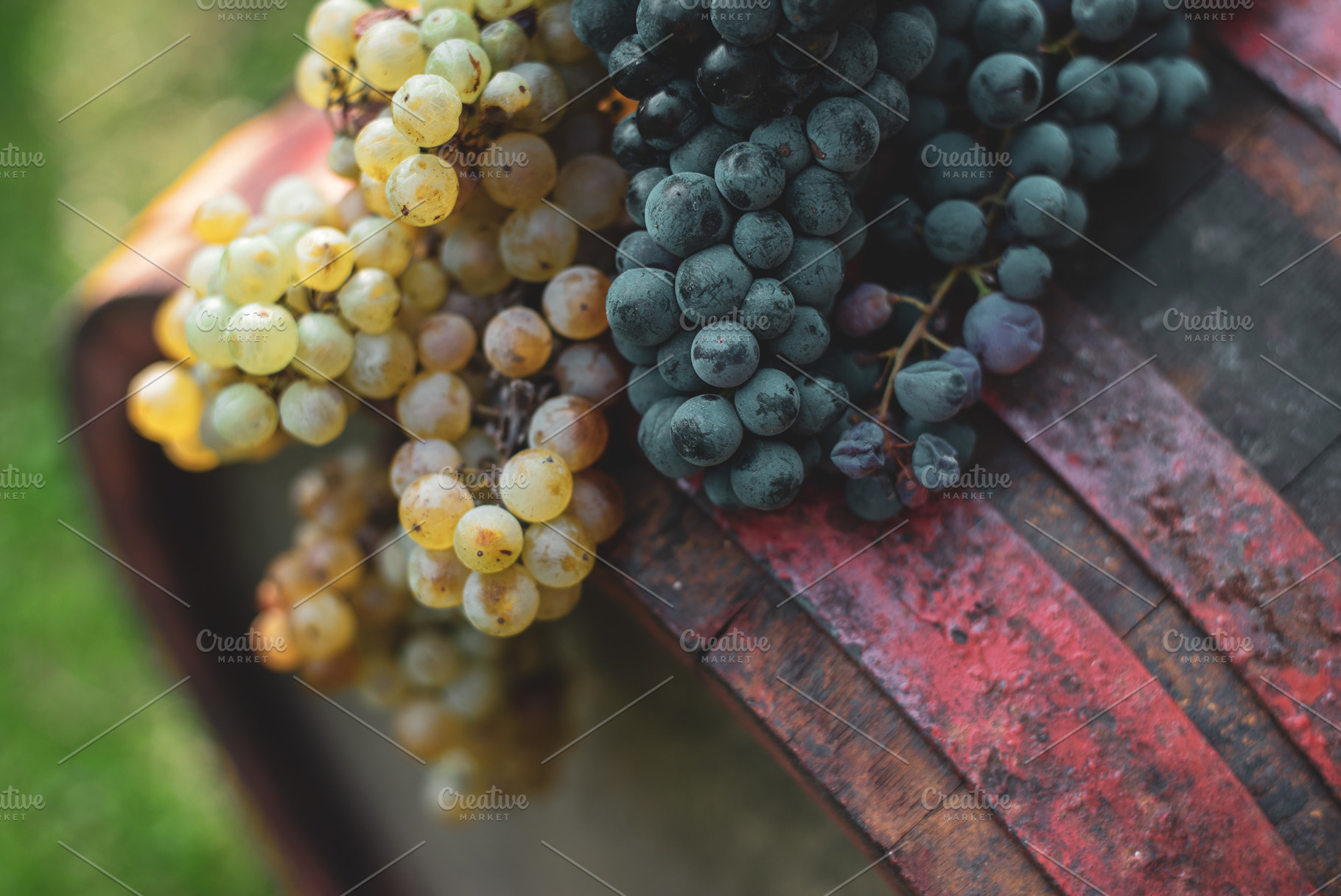 Blue grapes on the wine barrel in the vineyard, a Food & Drink Photo by Mark Borbely