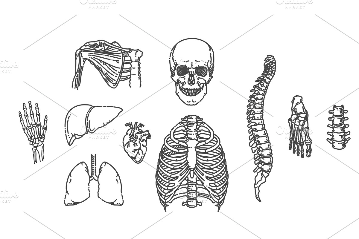 Human Skeleton Structure, a Healthcare Illustration by Tettygreen (Photo 1 of 3)