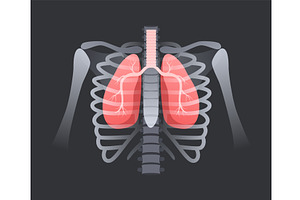 Lung in human rib cage. Respiratory, a Graphic by winwin.art