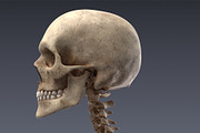 Animated internal organs, skeleton, a Characters & Person 3D Model by konstantin.ermolaev (Thumbnail 15 of 29)