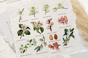 Tender Botany - Vintage Set