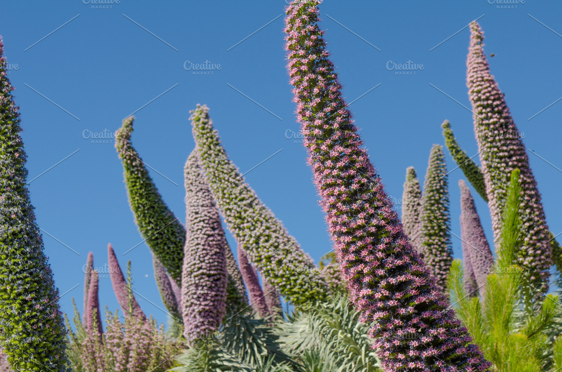 Echium wildpretii ssp trichosiphon containing la palma, landscape, and spain, a Nature Photo by BREATING NATURE