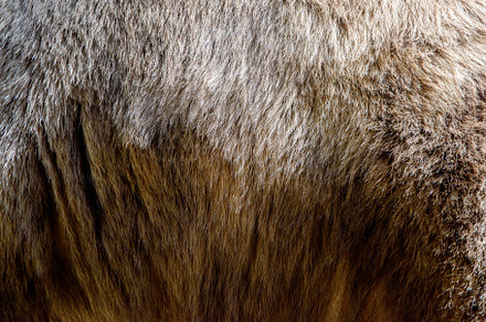 Close real brown bear fur texture, an Abstract Photo by Byrdyak