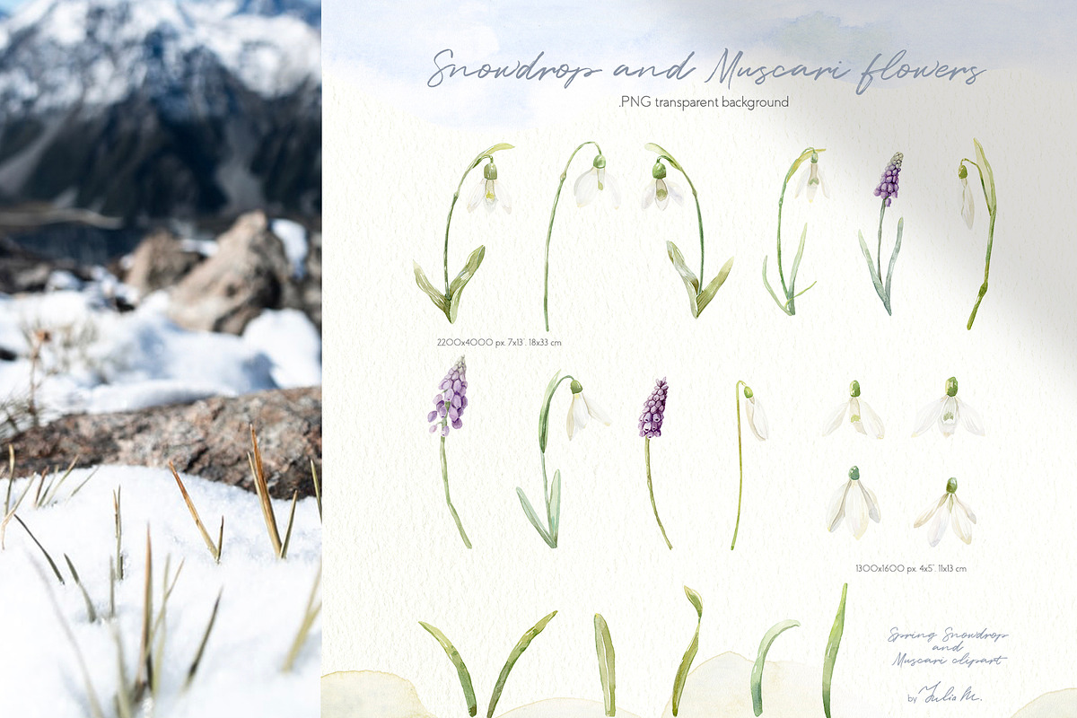 Spring Snowdrop and Muscari Clip Art, an Illustration by Julia M. Watercolor (Photo 8 of 12)