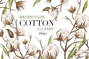 Watercolor Cotton Clipart, Cotton