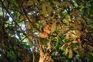 Spectral tarsier hidden in the forest at Tentena, Sulawesi, Indo, an Animal Photo by GoodGoods