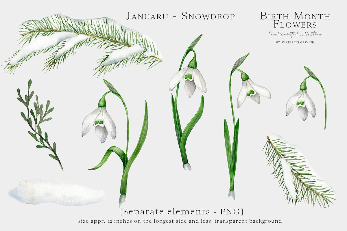Snowdrop Birth Month Flower Clipart, an Illustration by Ksenia Shmakova (Photo 5 of 9)
