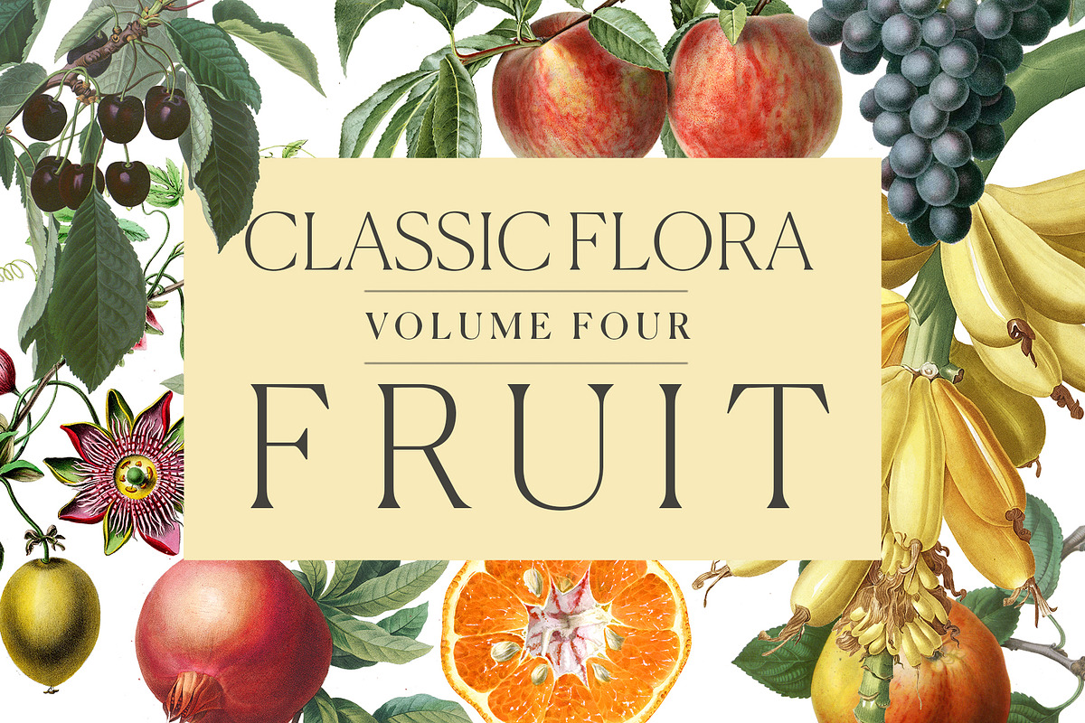 Botanical Illustrations -Fruit, an Illustration by BlackBird Foundry (Photo 1 of 4)