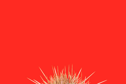 Green prickly pear cactus on red, a Nature Photo by Elles Rijsdijk