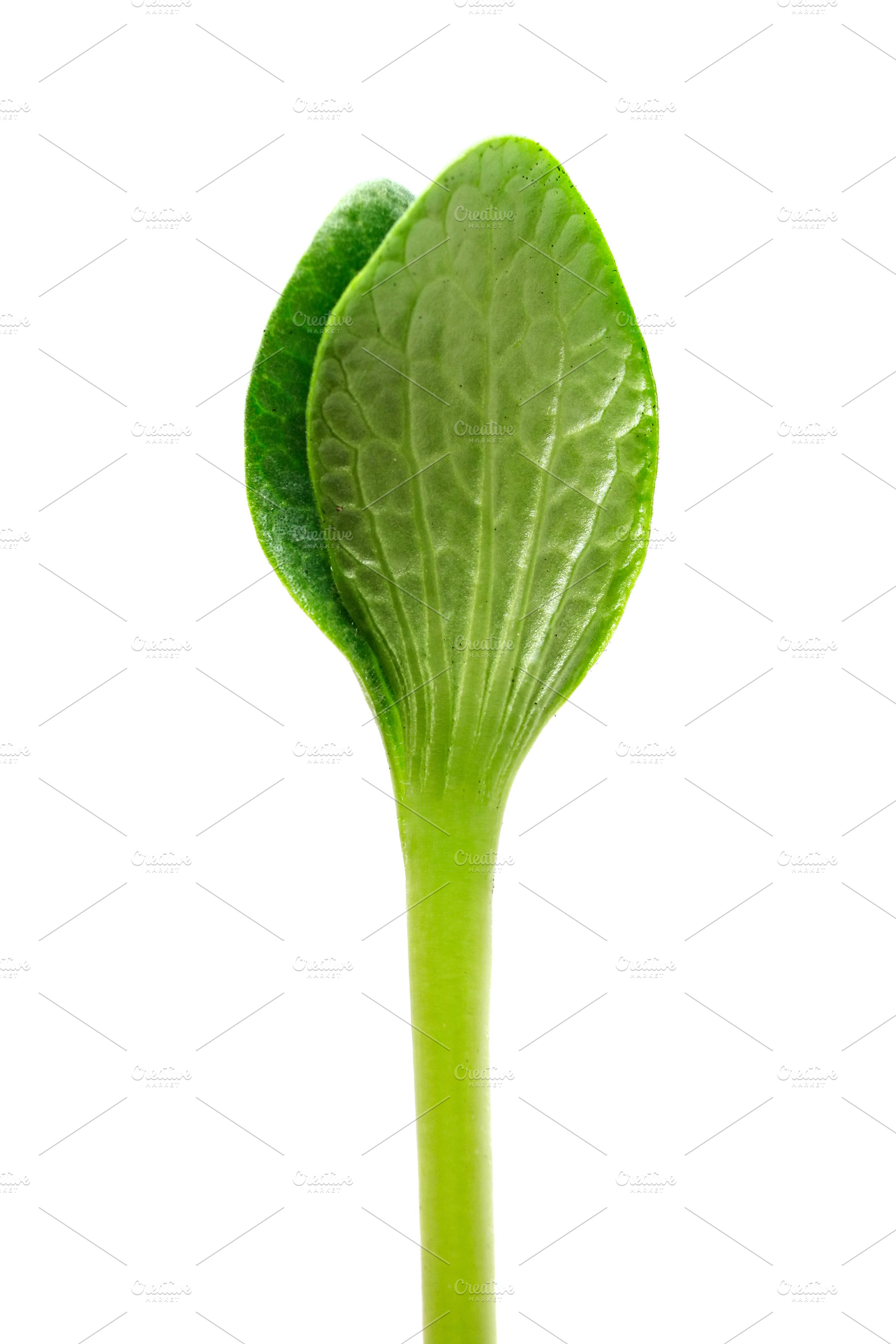 Green sprout, a Photo by saiko3p