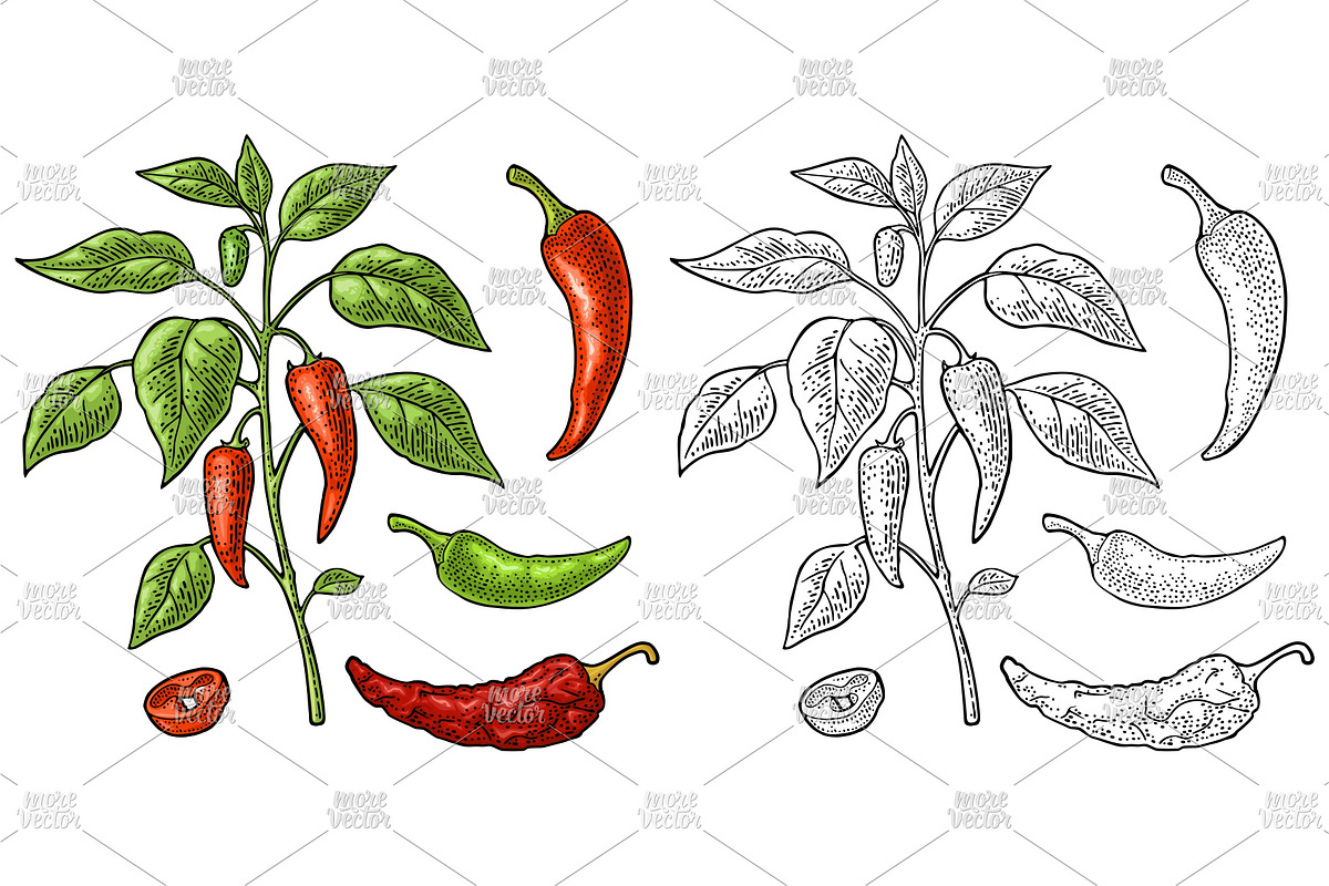Branch chili plant Vintage engraving, a Food Illustration by MoreVector (Photo 1 of 5)