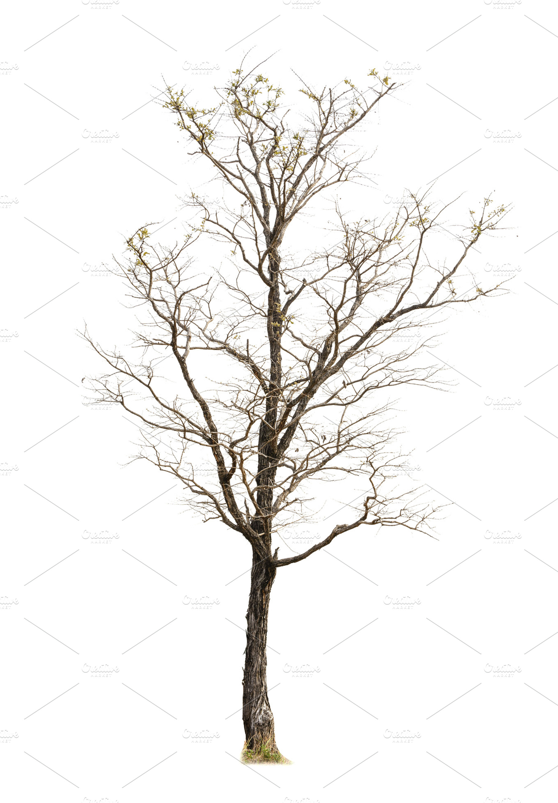 Tree on white background, a Background Photo by Looker_Studio