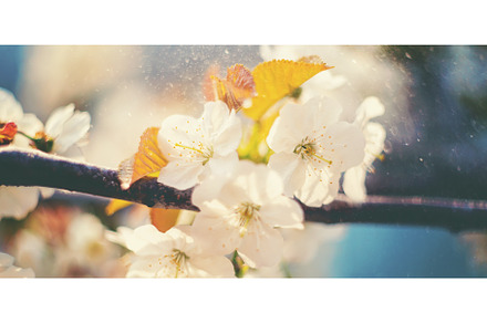 Flowering tree branches in spring, a Nature Photo by yanadjana