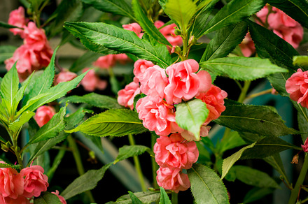 Pink tropical flower