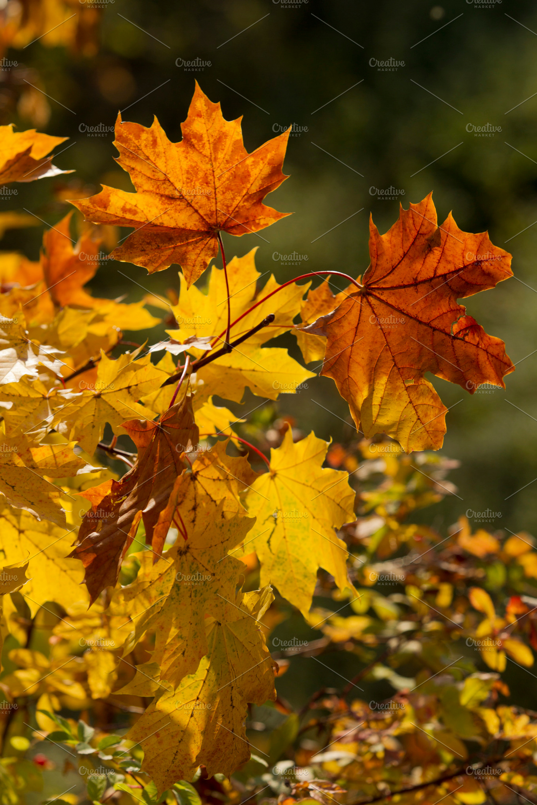 Leaves in autumn stock photo containing leaves and leaf