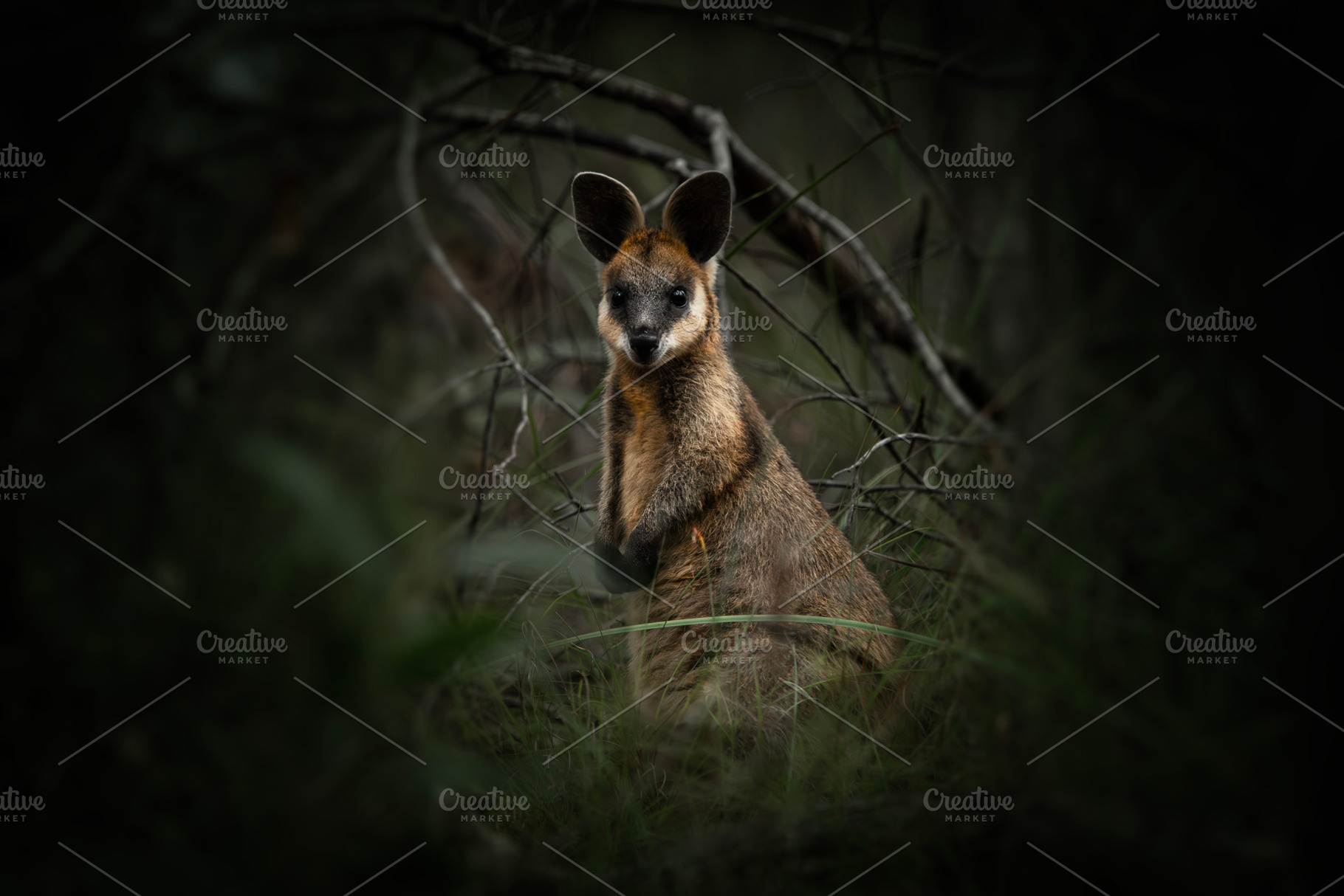 Swamp Wallaby or Wallabia bicolor, an Animal Photo by Rob D Animal Photography