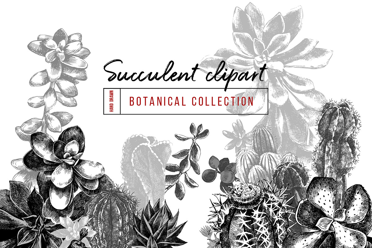 Cactuses and succulents collection, a Decorative Illustration by handsketched (Photo 1 of 7)