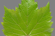 Bundle of isolated green leaves, a Nature Photo by Anatoliy Sadovskiy (Thumbnail 5 of 10)