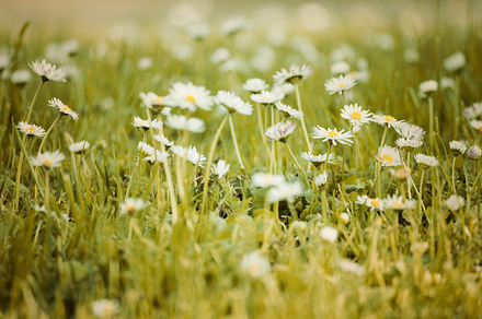 Blossom Stock Photo preview 4