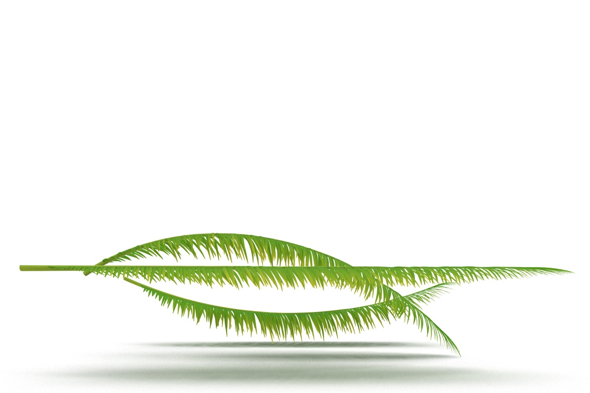 Palm branch, an Environmental 3D Model by AndrewWhite (Photo 7 of 10)