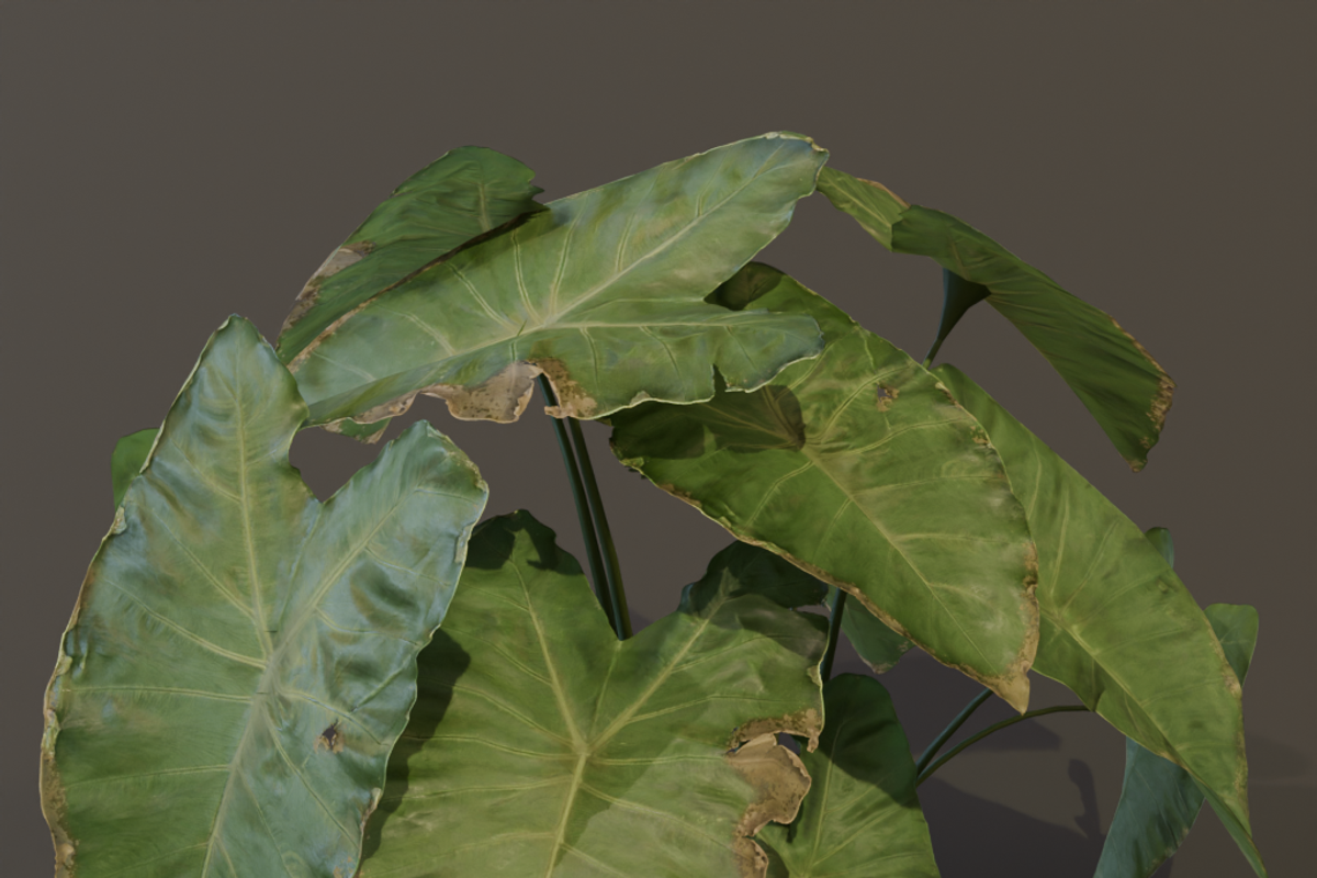 The BroadLeaf Taro Bush, a Plants & Tree 3D Model by FuturePastCreatives (Photo 18 of 19)