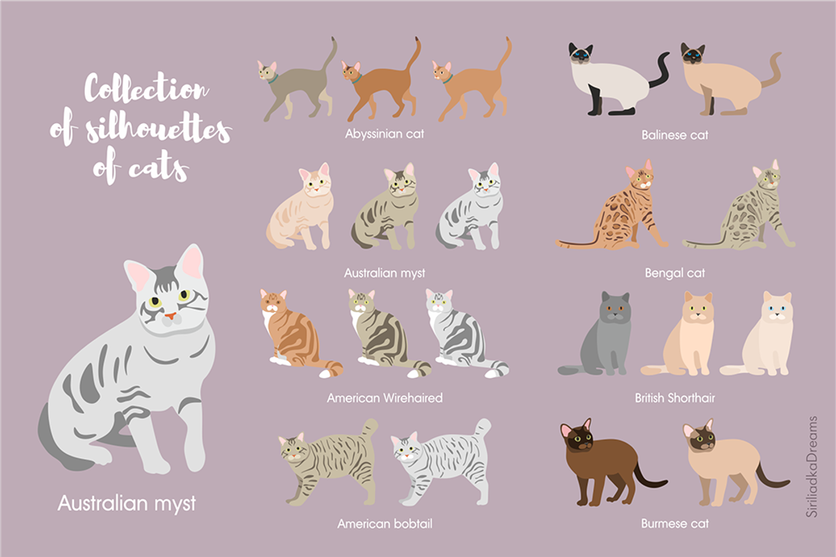 46 Cats silhouettes clipart, an Illustration by Siriliadka Dreams (Photo 2 of 6)