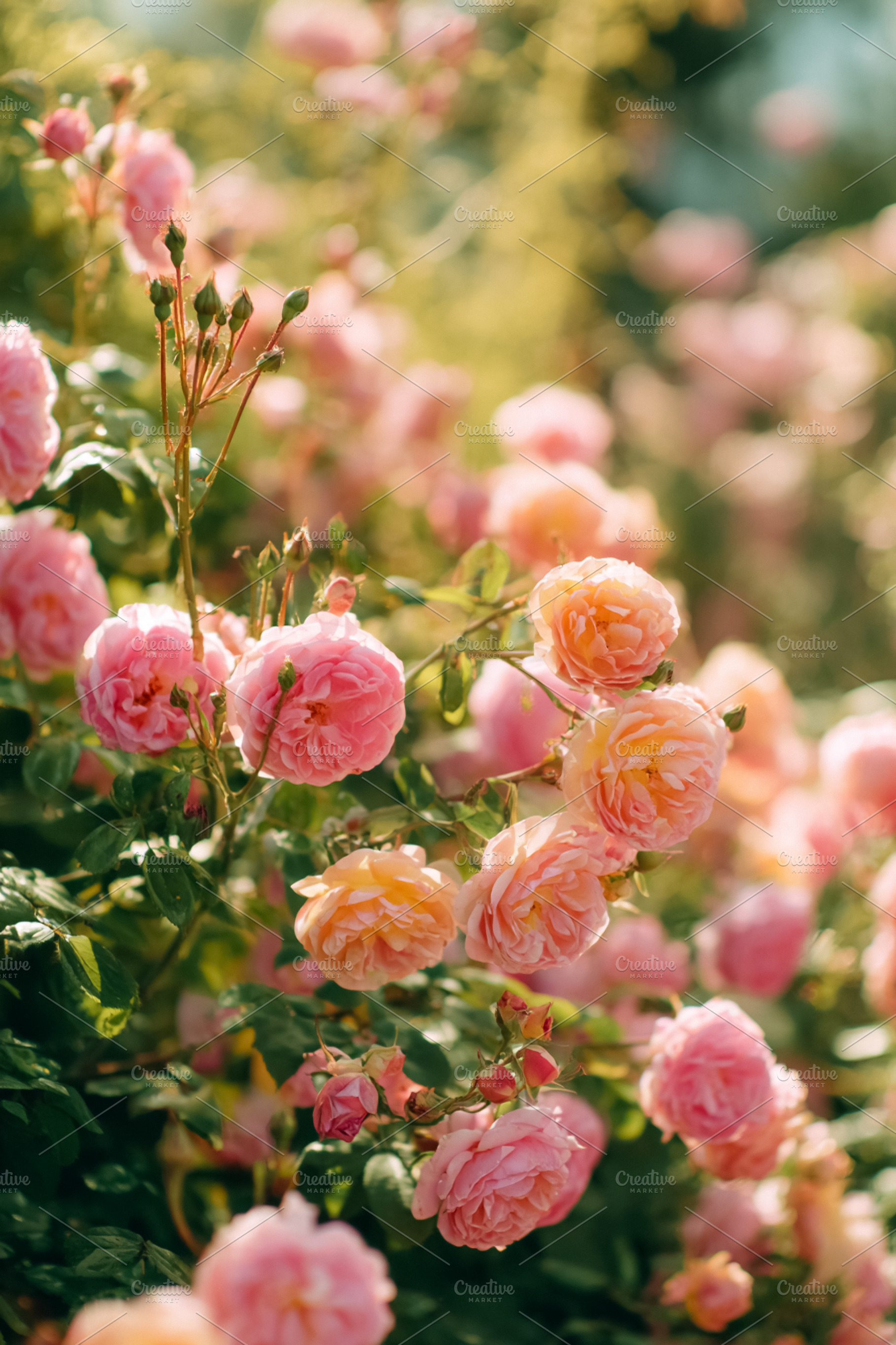 Pink English roses blooming profusely in a lush summer garden, s, a Photo by Studio ANNA