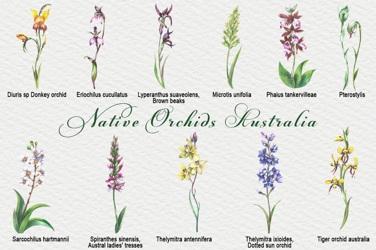 Native Orchids Flowers in  Australia, an Object Illustration by FITALARTSNEDIGI (Photo 4 of 7)