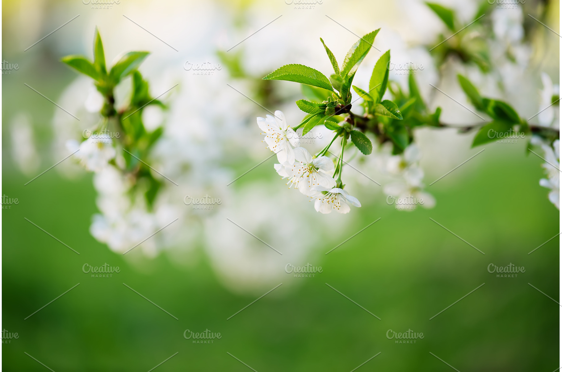 Cherry flowers frame, a Nature Photo by Nature and travel