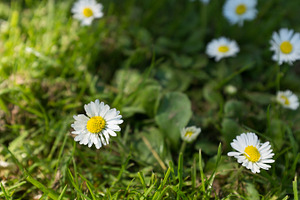 Daisies stock photo containing flower and flowers