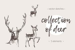 Hand drawn collection of deer, an Animal Illustration by TheMountBirdStudio