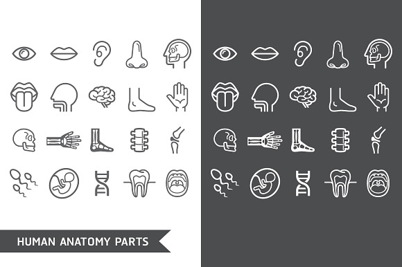Human Anatomy Body Parts Icons