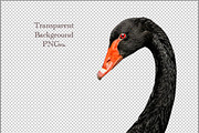black swan head with red eye, an Animal Photo by VetalStock (Thumbnail 2 of 2)