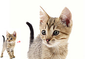 Pet Abstract Paint Photoshop Action, an Action Add-On by MRI STUDIO (Thumbnail 4 of 9)