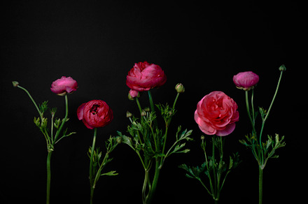 Pretty in Pink, a Nature Photo by Jillian Butolph