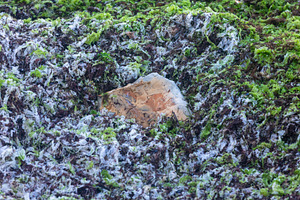 Single tan rock surrounded by green and white seaweed on a rocky shoreline, nat, a Nature Photo by Ales Munt
