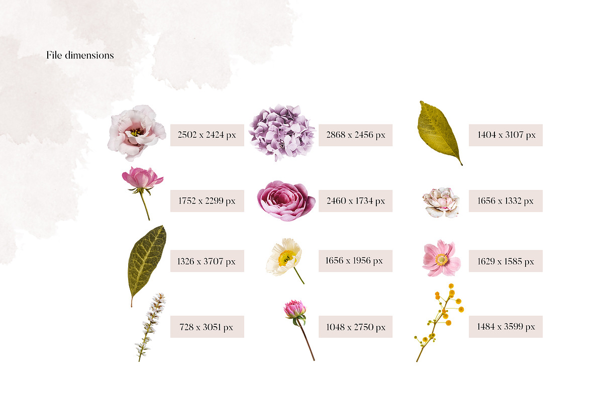 Isolated real flowers clipart set, an Object Graphic by The Graphic Parade (Photo 7 of 14)