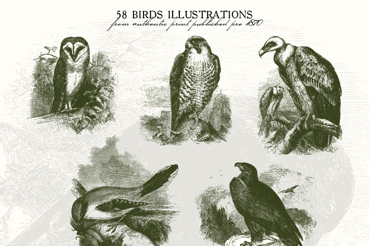 58 Birds Illustrations, an Illustration by Unember (Photo 4 of 4)
